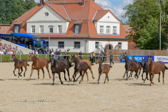 gk_20220910_0460-1