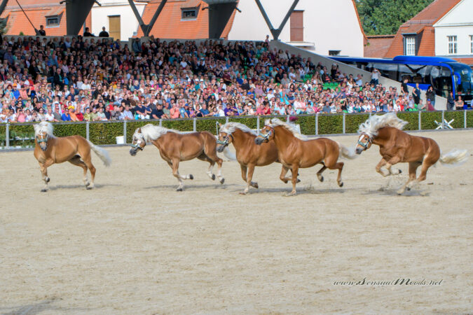 gk_20220910_0860-1