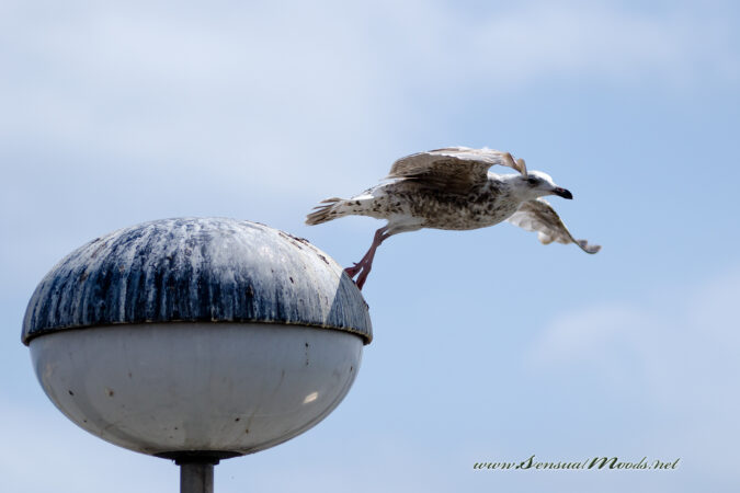 GK_20160619_0229_1