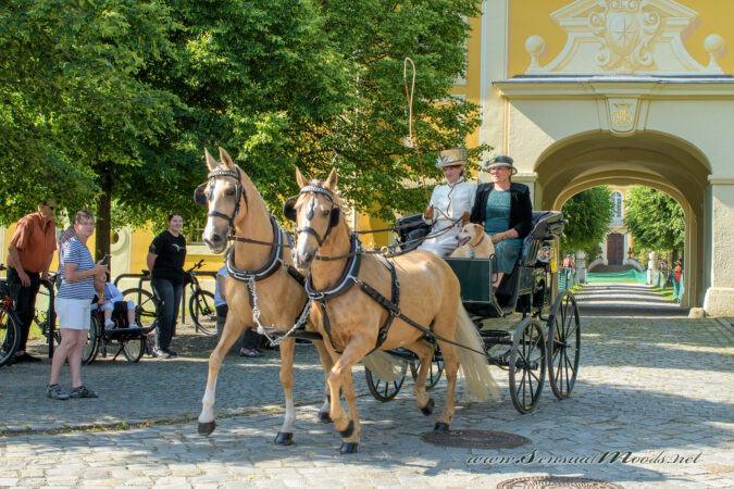 gk_20250615_1171-1