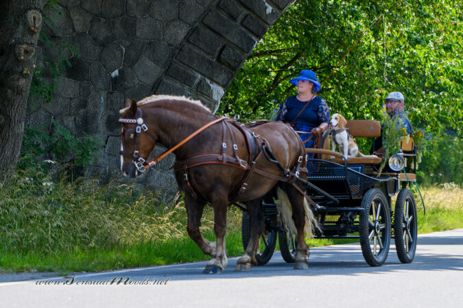gk_20250615_0688-1
