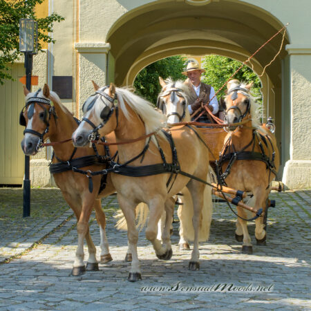 gk_20250615_1184-1