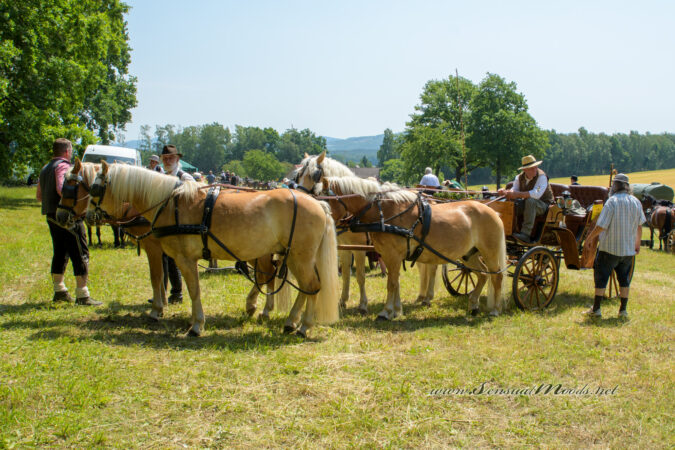gk_20250615_1661-1