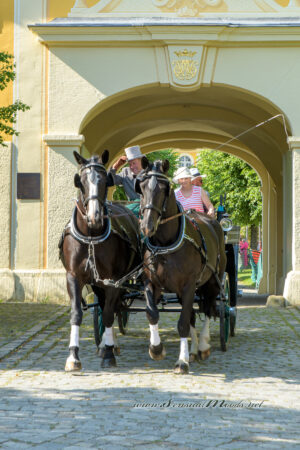 gk_20250615_1115-1