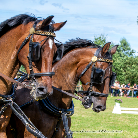 gk_20260830_1307-1_1800_wsgn